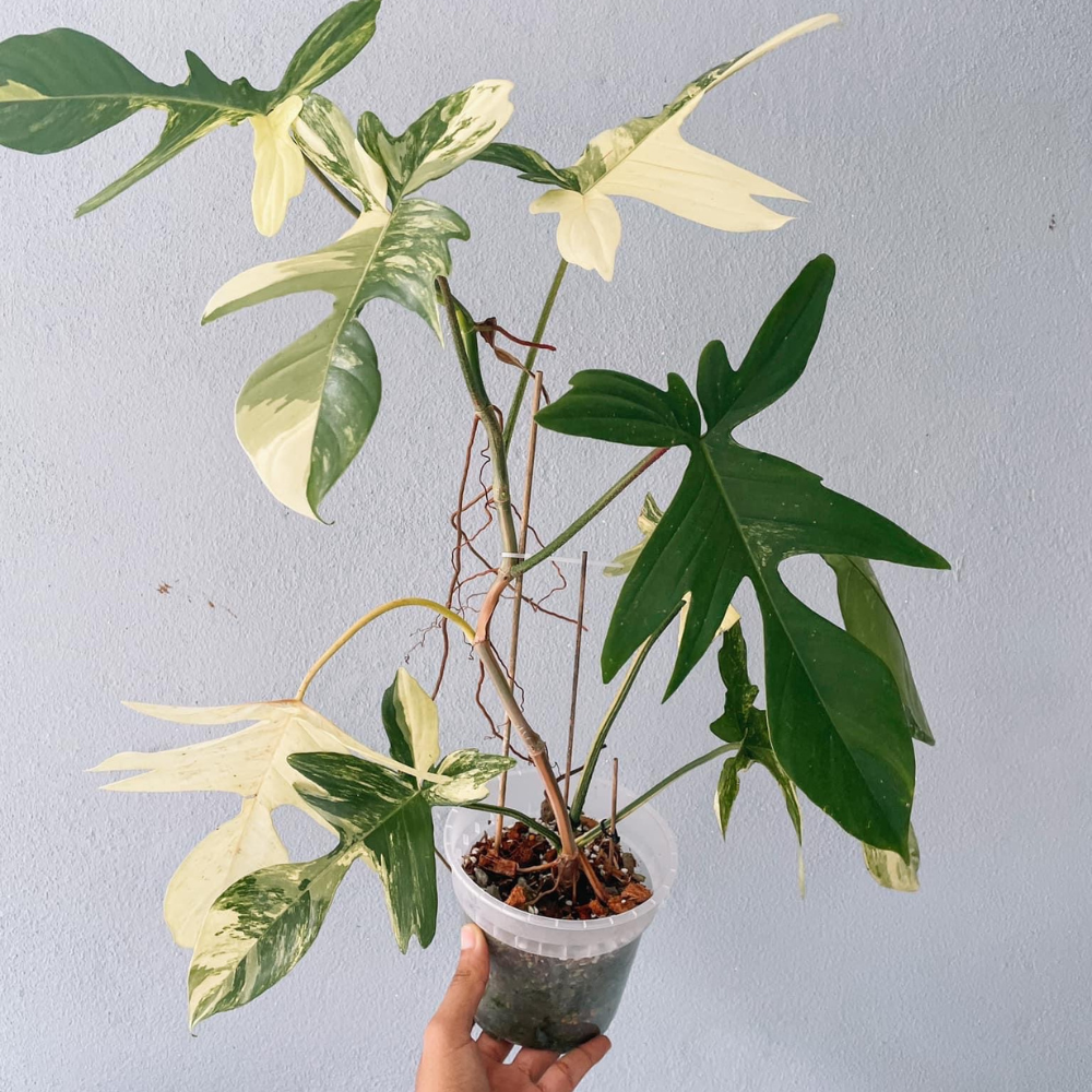 Florida Beauty Philodendron Plant
