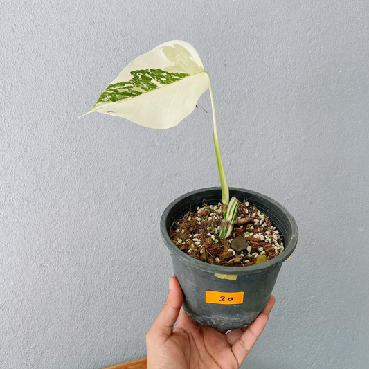 Monstera Albo Variegated Cutting With POT