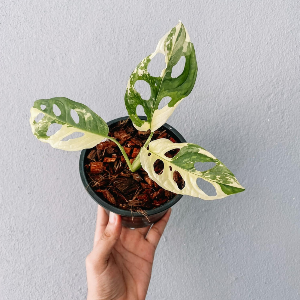 Monstera Adansonii Variegated Plant