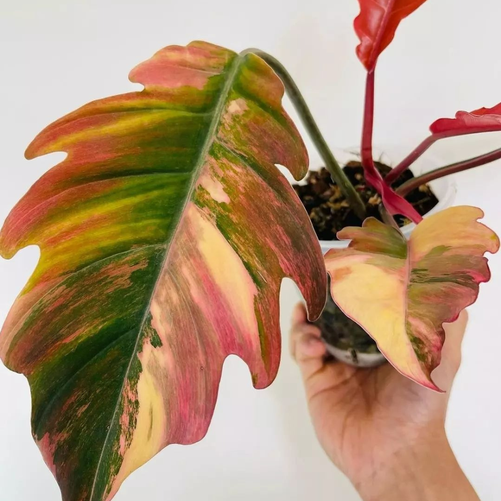 Caramel Marble Philodendron Plant