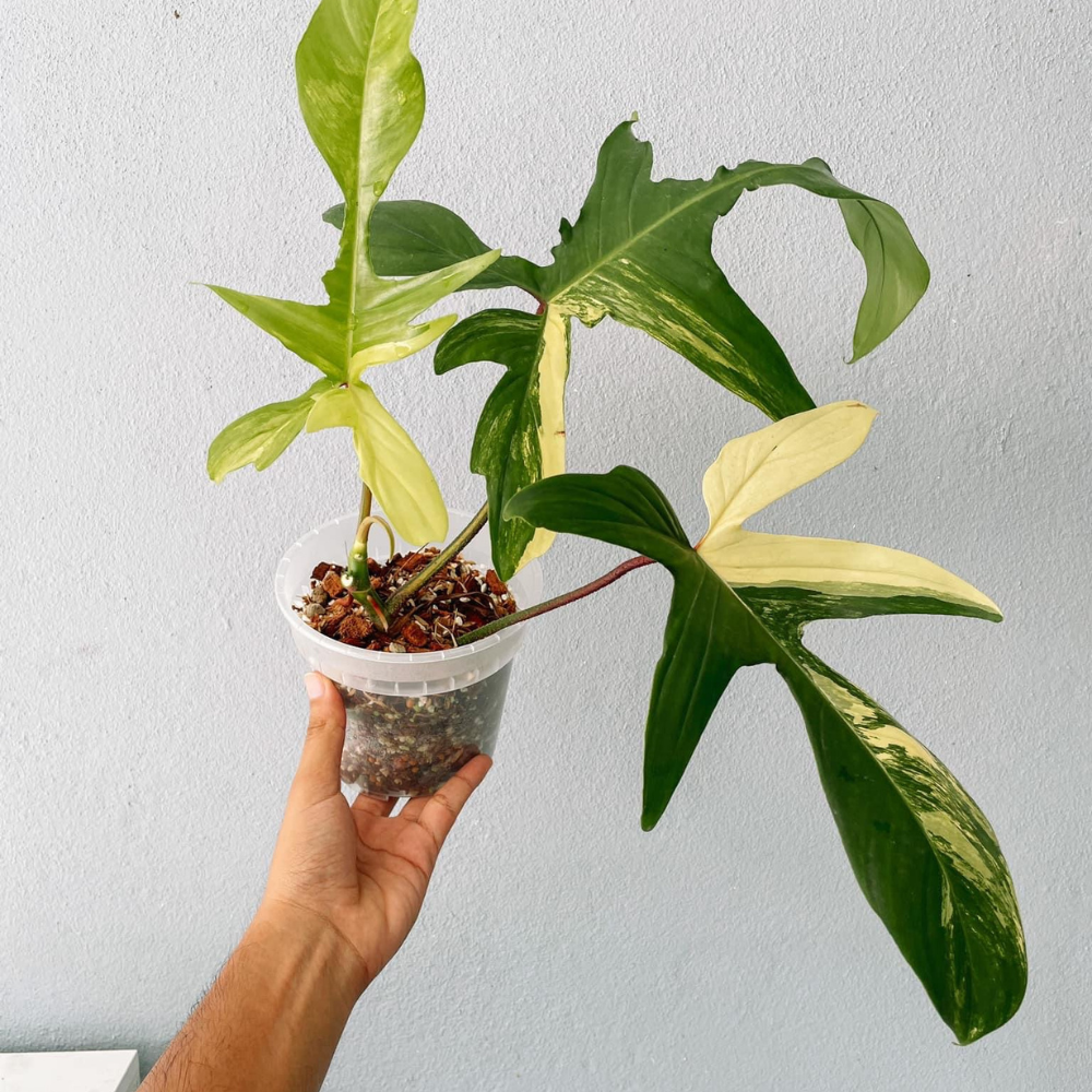 Florida Beauty Philodendron Plant