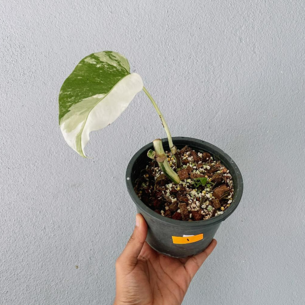 Monstera Albo Variegated Cutting With POT