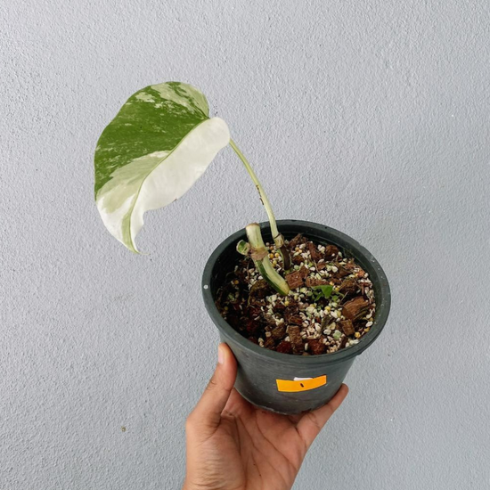 Monstera Albo Variegated Cutting With POT