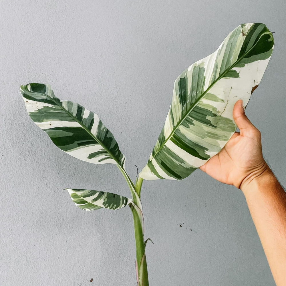 Musa Banana and Nano Banana Plant