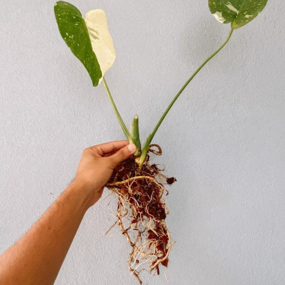 Monstera Thai constellation Plant