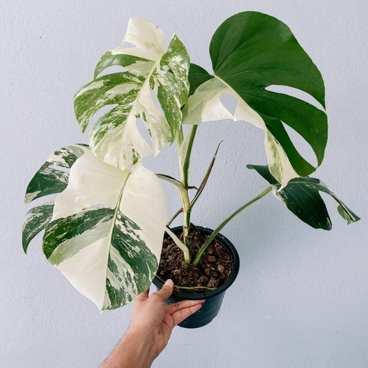 Monstera Borsigiana Albo Plant with Pot