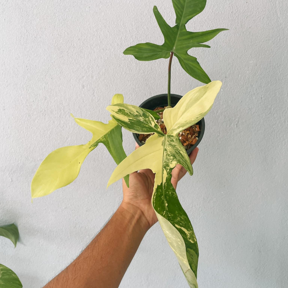 Florida Beauty Philodendron Plant