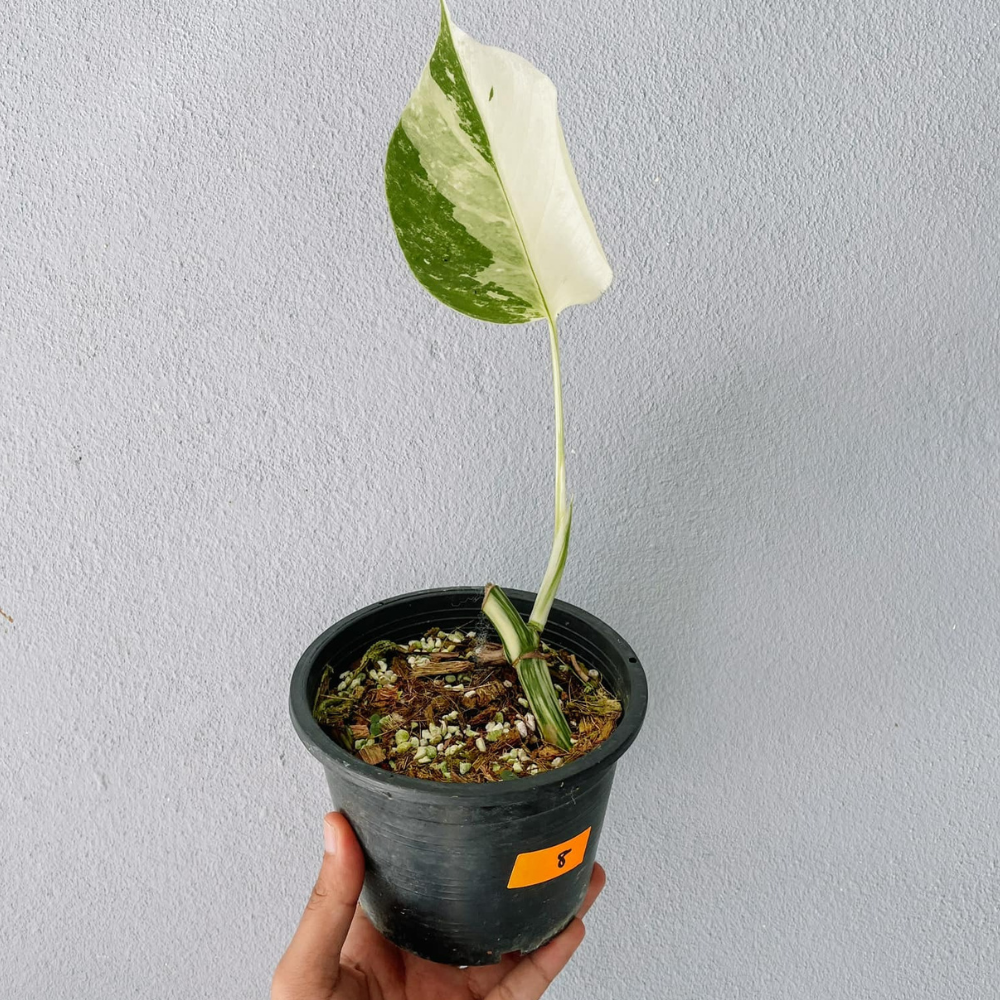 Monstera Albo Variegated Cutting With POT