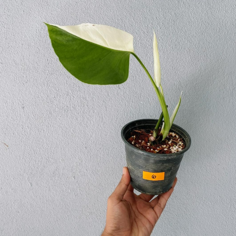 Monstera Albo Variegated Cutting With POT