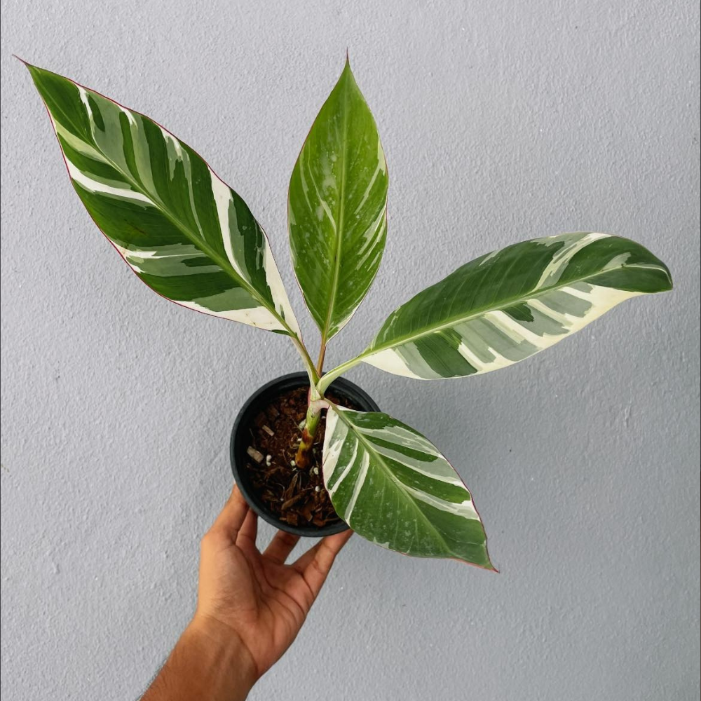 Musa Banana and Nano Banana Plant
