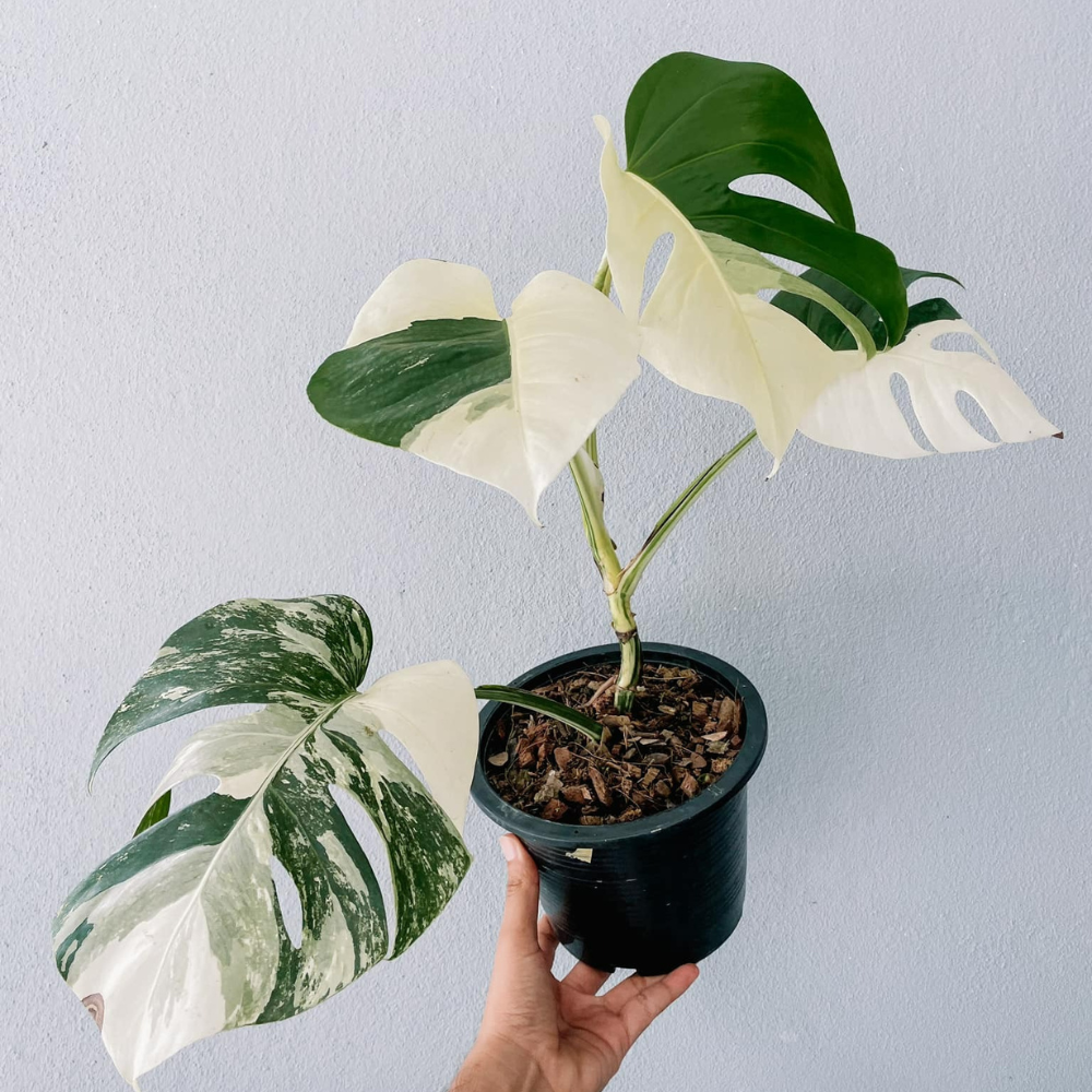 Monstera Borsigiana Albo Plant with Pot