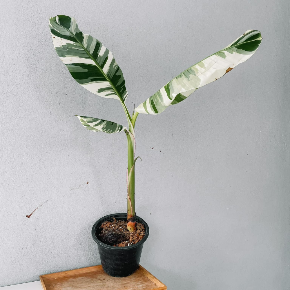 Musa Banana and Nano Banana Plant