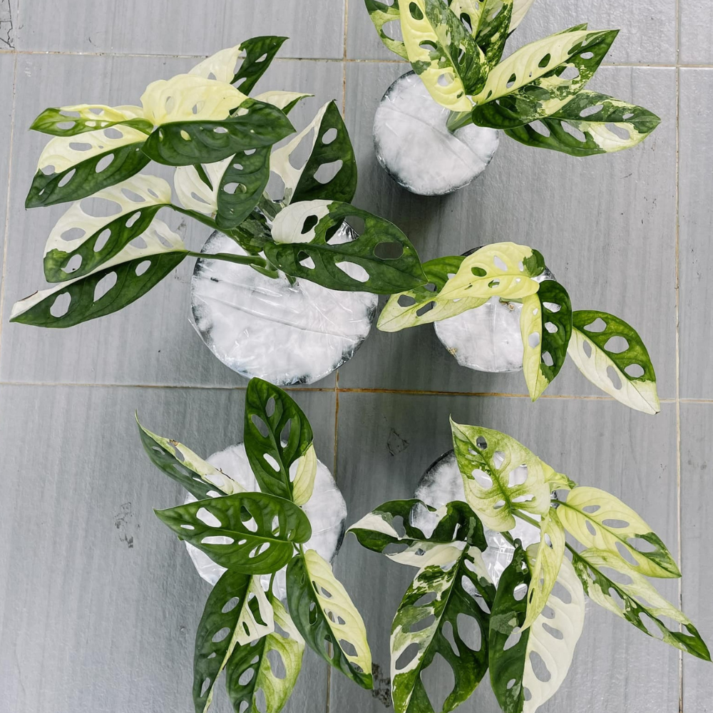 Monstera Adansonii Variegated Plant