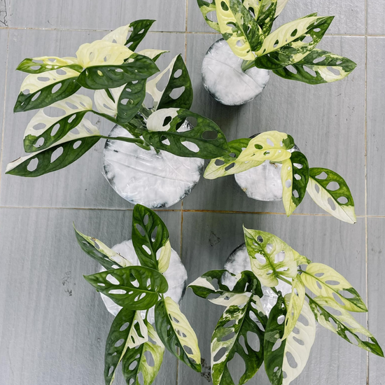 Monstera Adansonii Variegated Plant