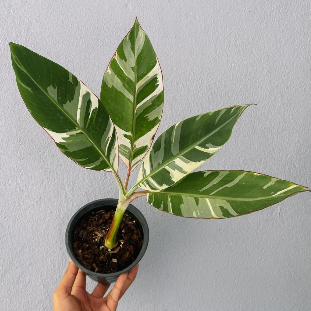 Musa Banana and Nano Banana Plant