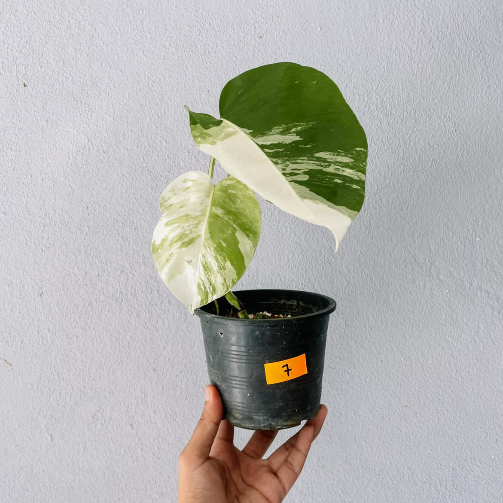 Monstera Albo Variegated Cutting With POT