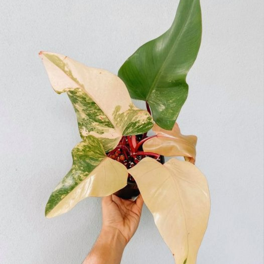 Strawberry Shake Philodendron Plant