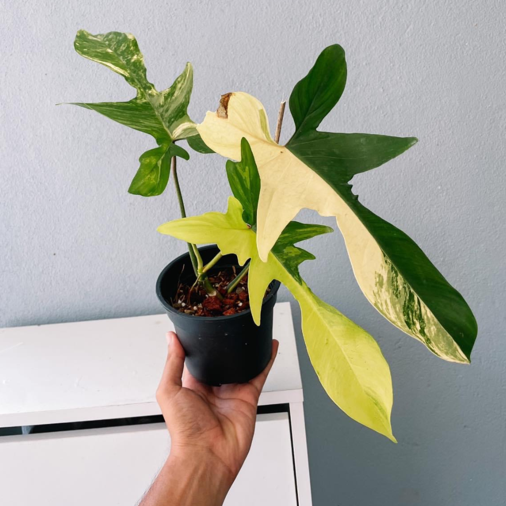 Florida Beauty Philodendron Plant