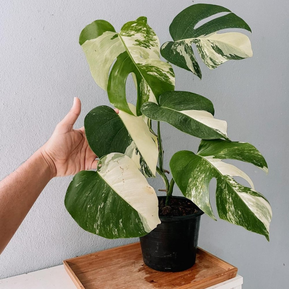Monstera Borsigiana Albo Plant with Pot