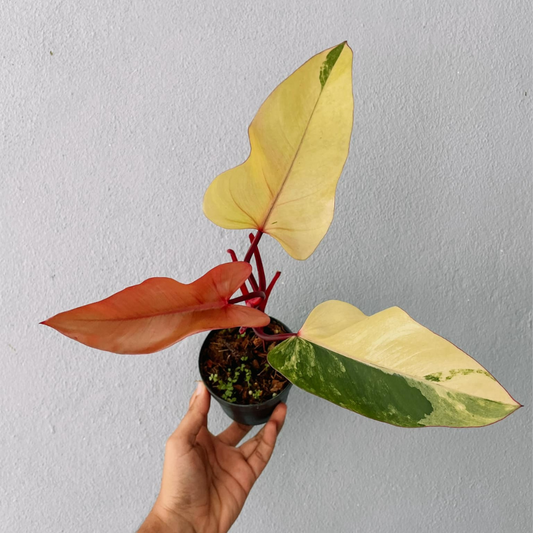 Strawberry Shake Philodendron Plant