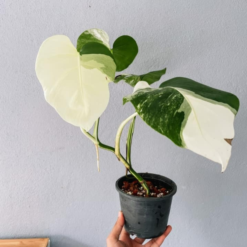 Monstera Borsigiana Albo Plant with Pot
