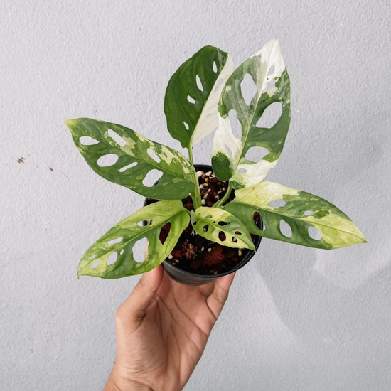 Monstera Adansonii Variegated Plant