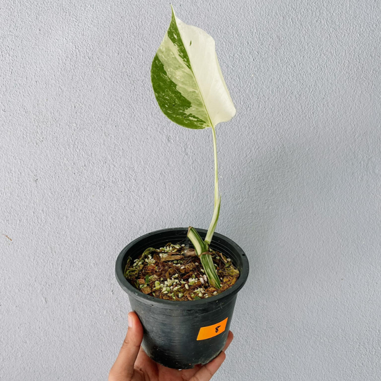 Monstera Albo Variegated Cutting With POT