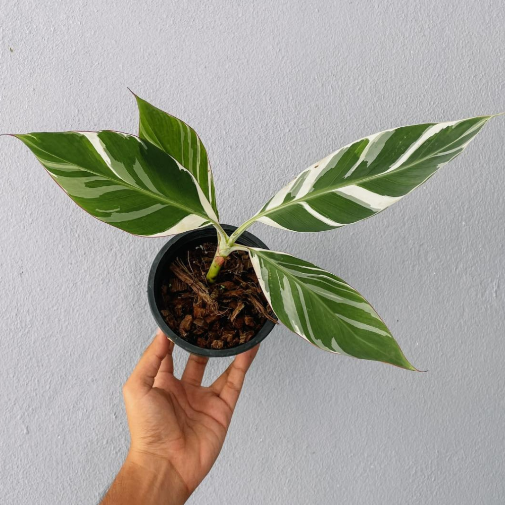 Musa Banana and Nano Banana Plant