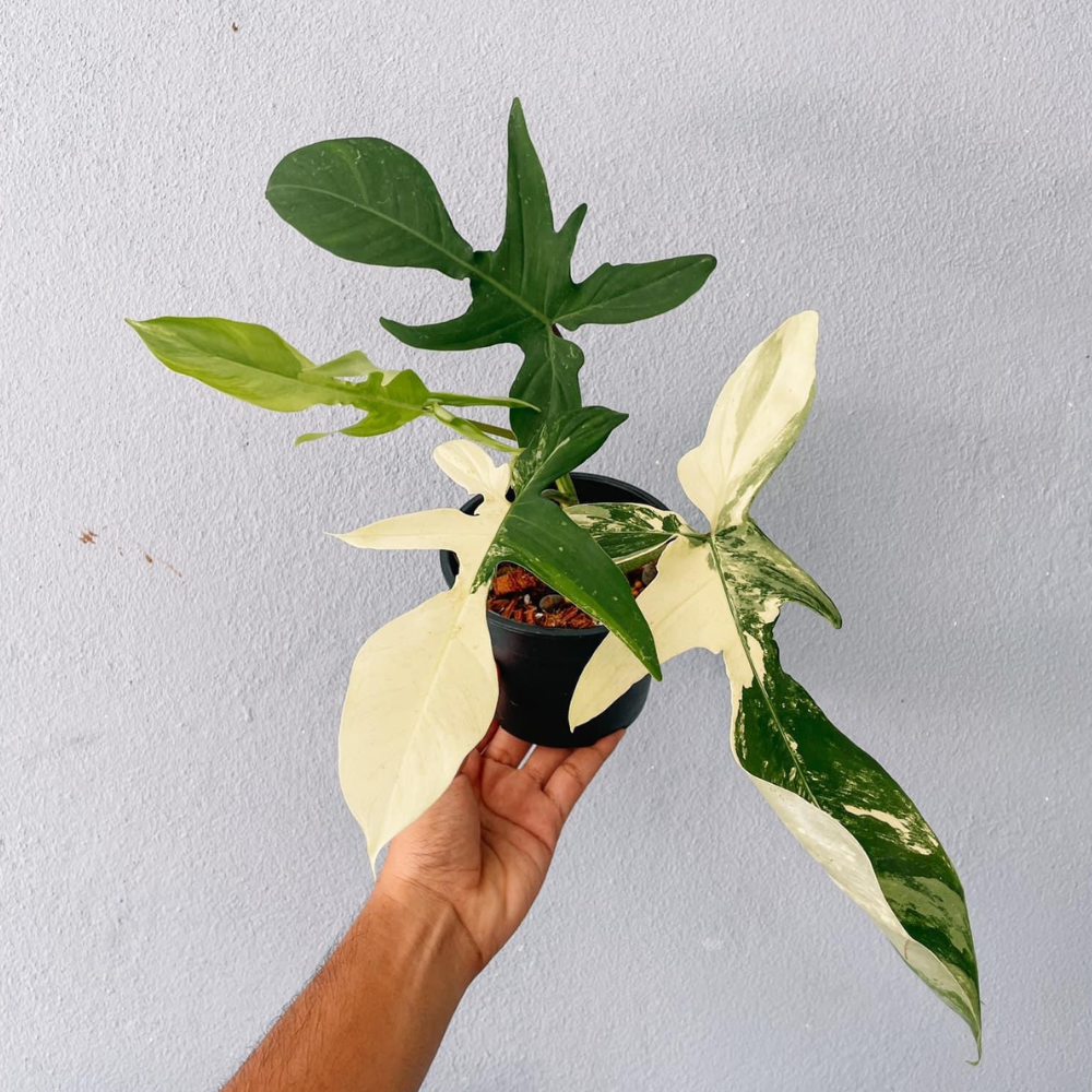 Florida Beauty Philodendron Plant