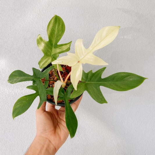 Florida Beauty Philodendron Plant