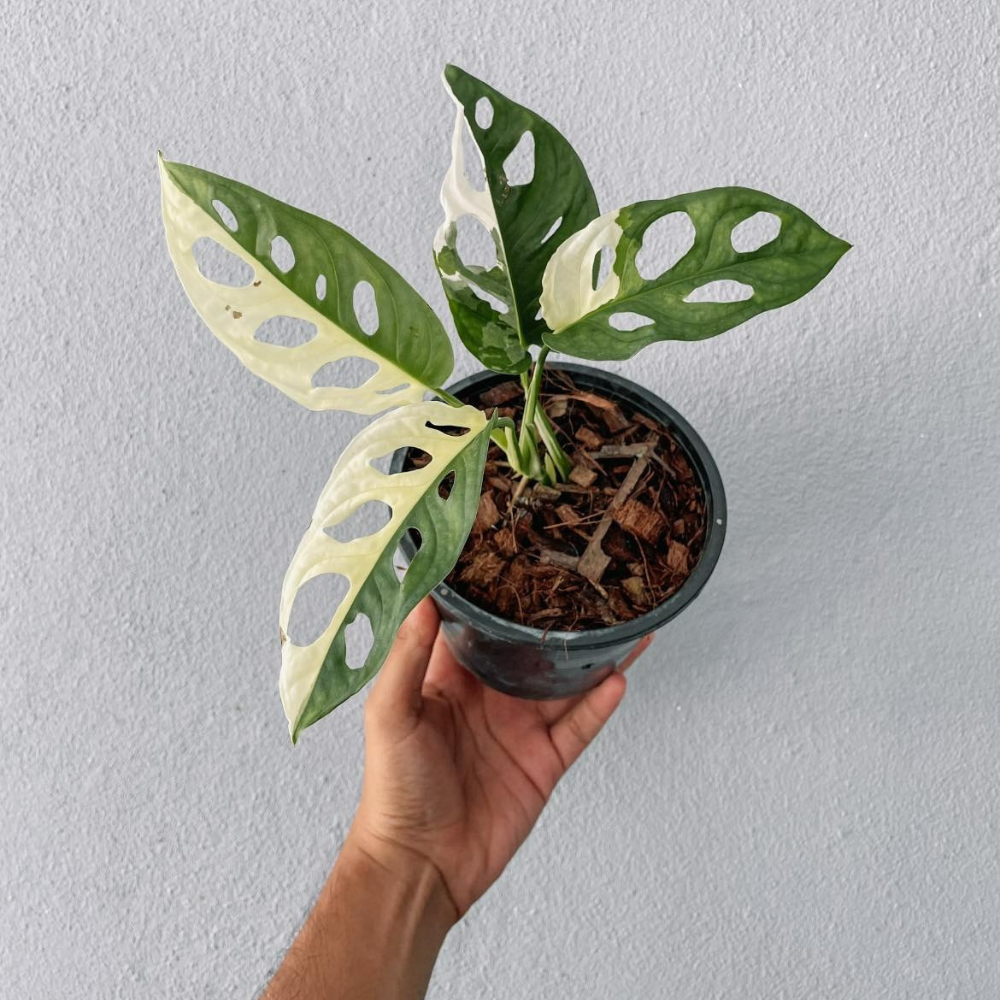 Monstera Adansonii Variegated Plant