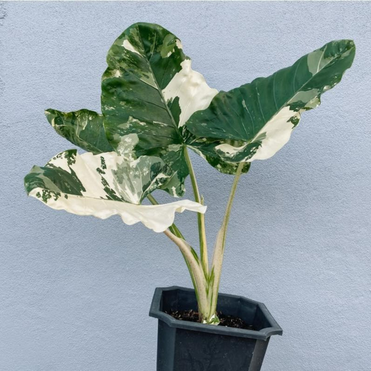 Alocasia Macrorrhiza Albo Variegated Plant