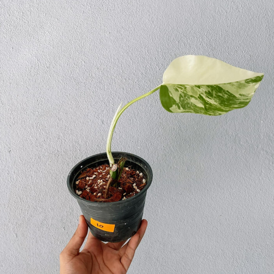 Monstera Albo Variegated Cutting With POT