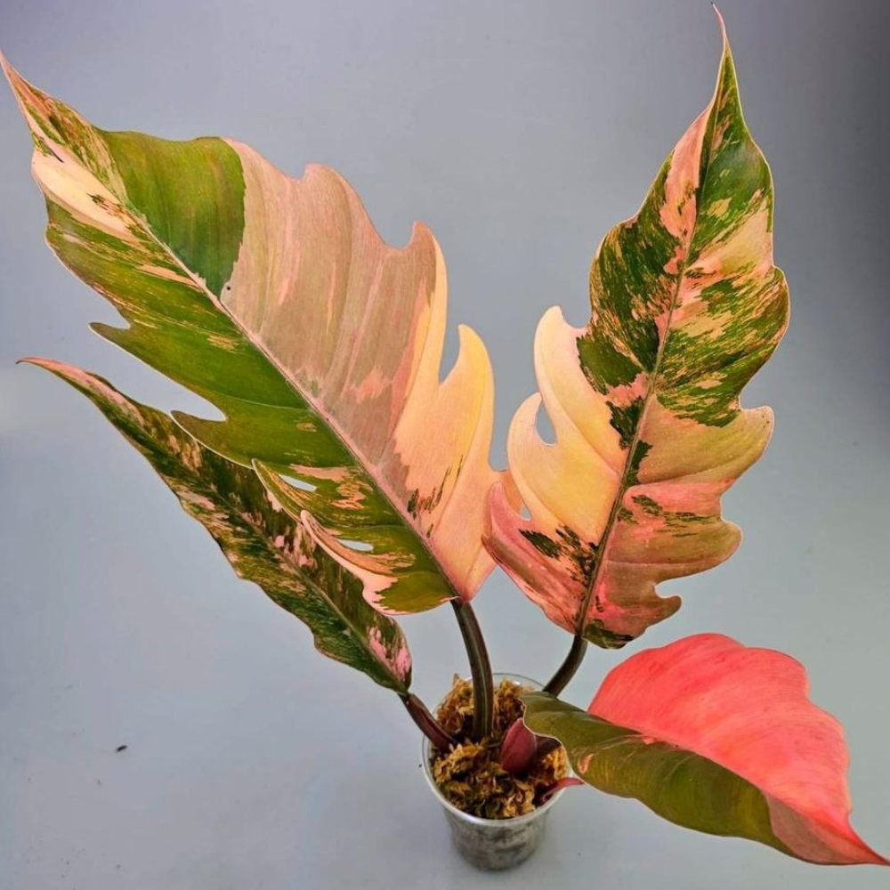 Caramel Marble Philodendron Plant