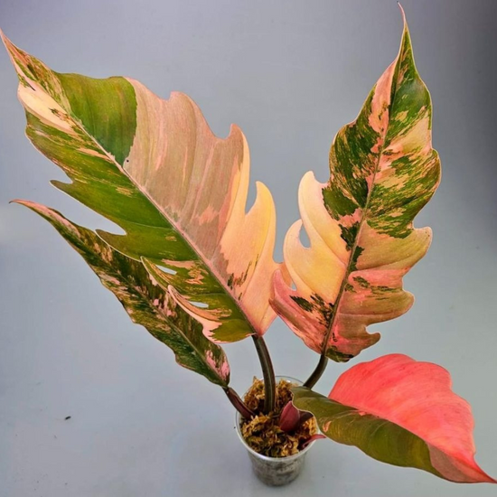 Caramel Marble Philodendron Plant