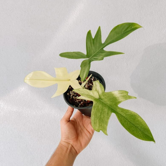 Florida Beauty Philodendron Plant