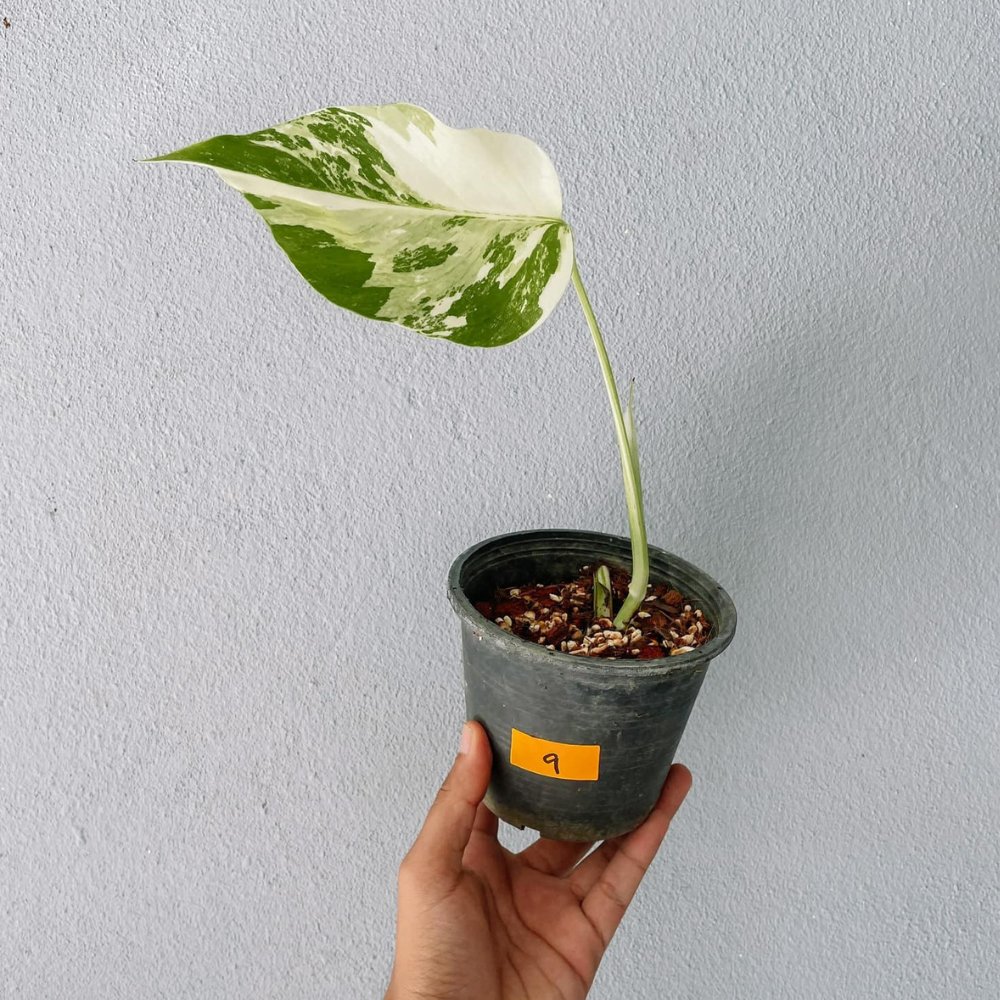 Monstera Albo Variegated Cutting With POT