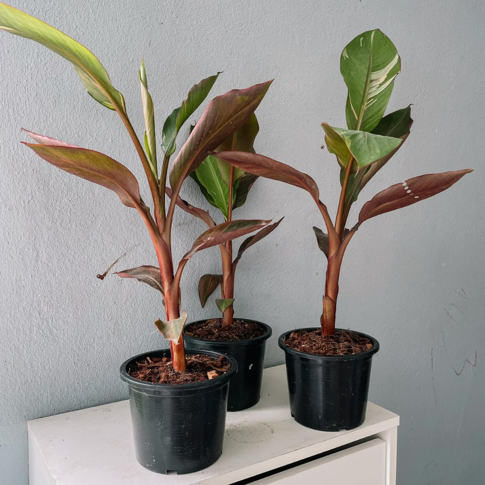 Musa Banana and Nano Banana Plant