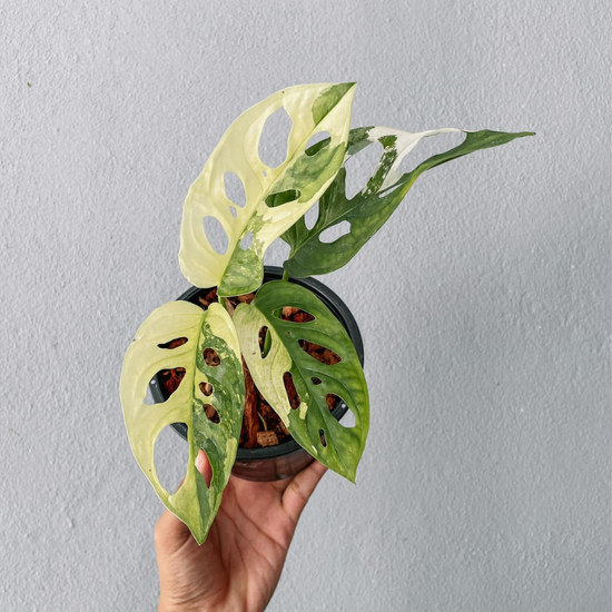 Monstera Adansonii Variegated Plant