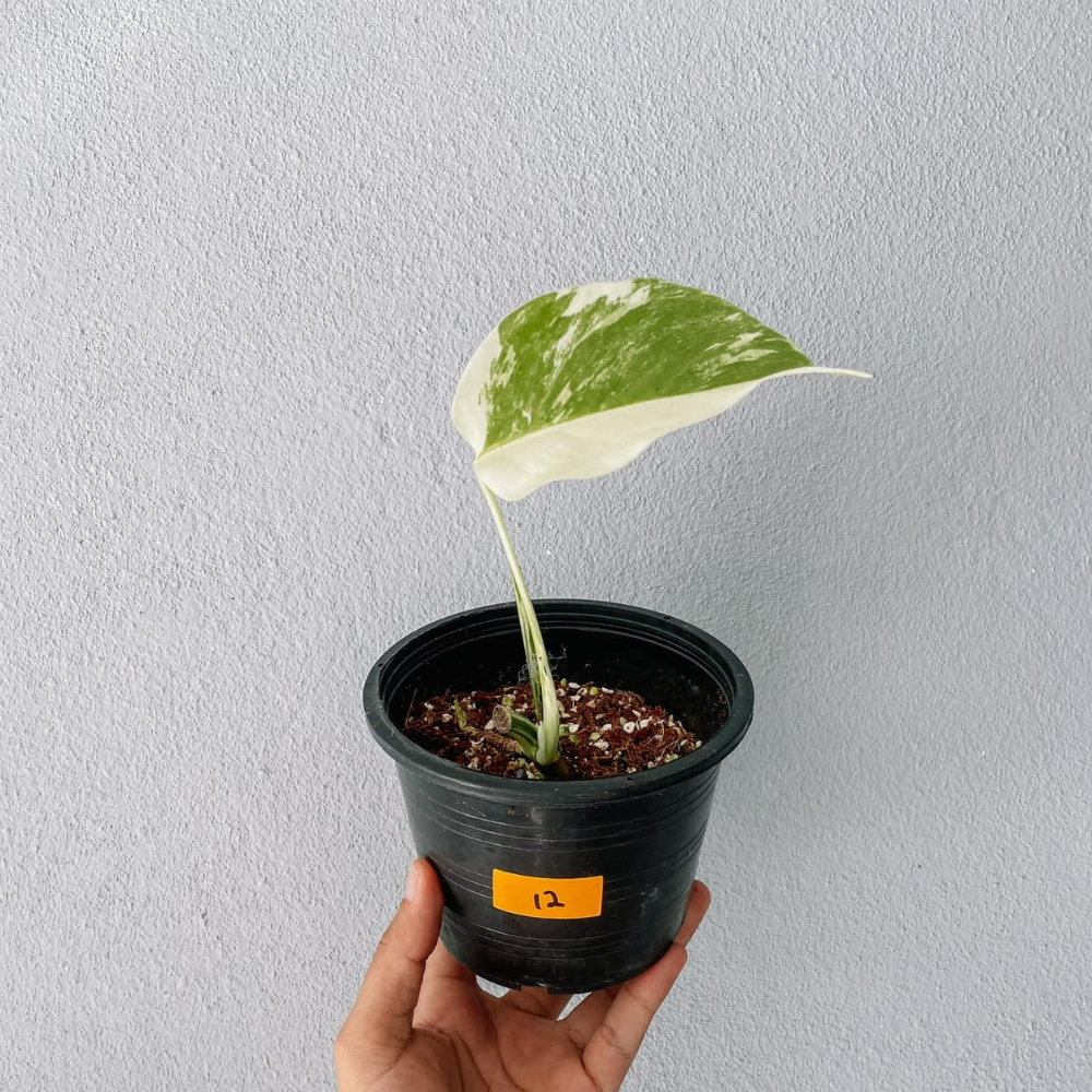 Monstera Albo Variegated Cutting With POT