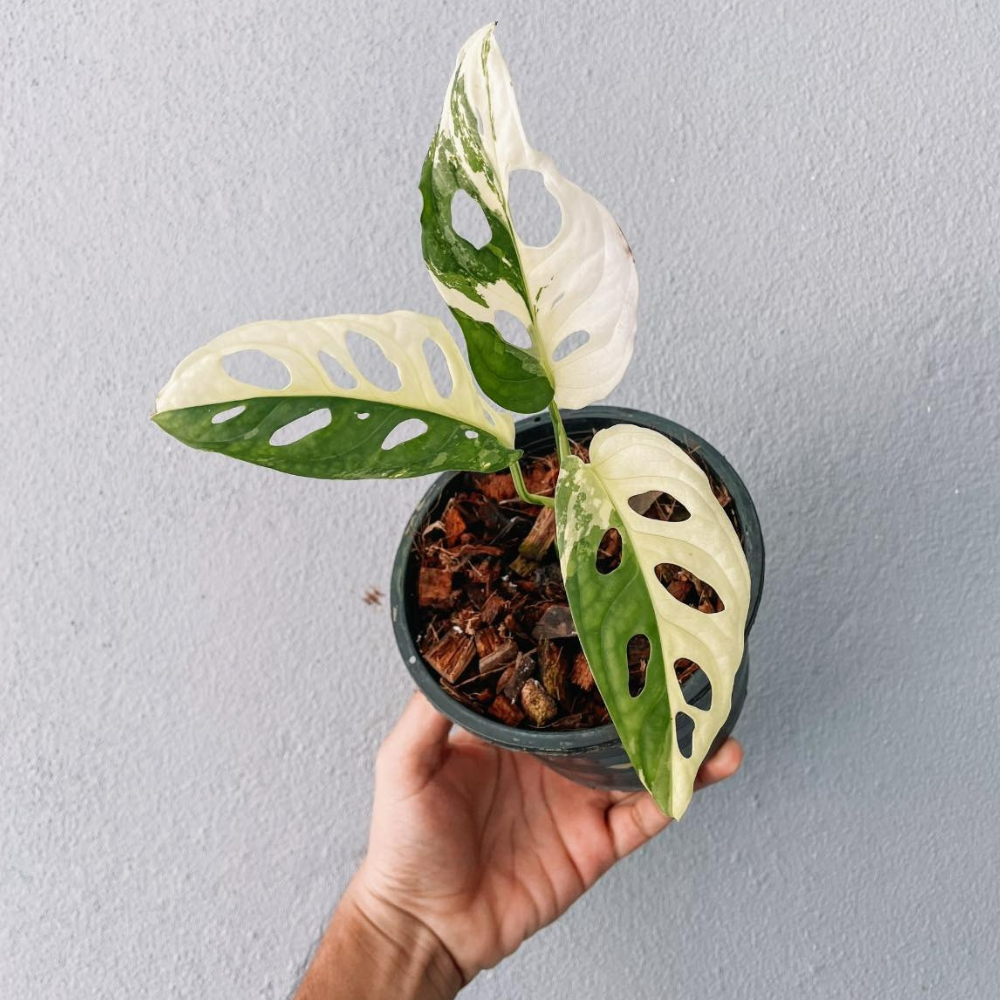 Monstera Adansonii Variegated Plant