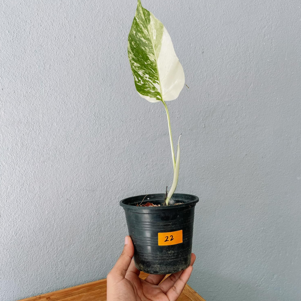 Monstera Albo Variegated Cutting With POT