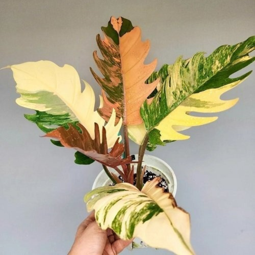 Caramel Marble Philodendron Plant