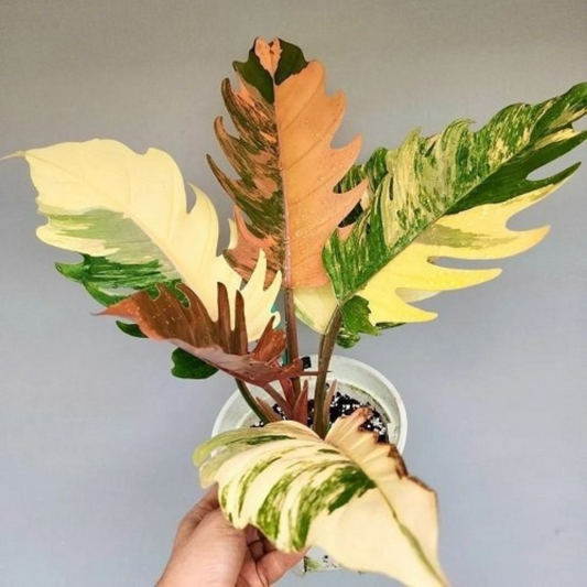 Caramel Marble Philodendron Plant