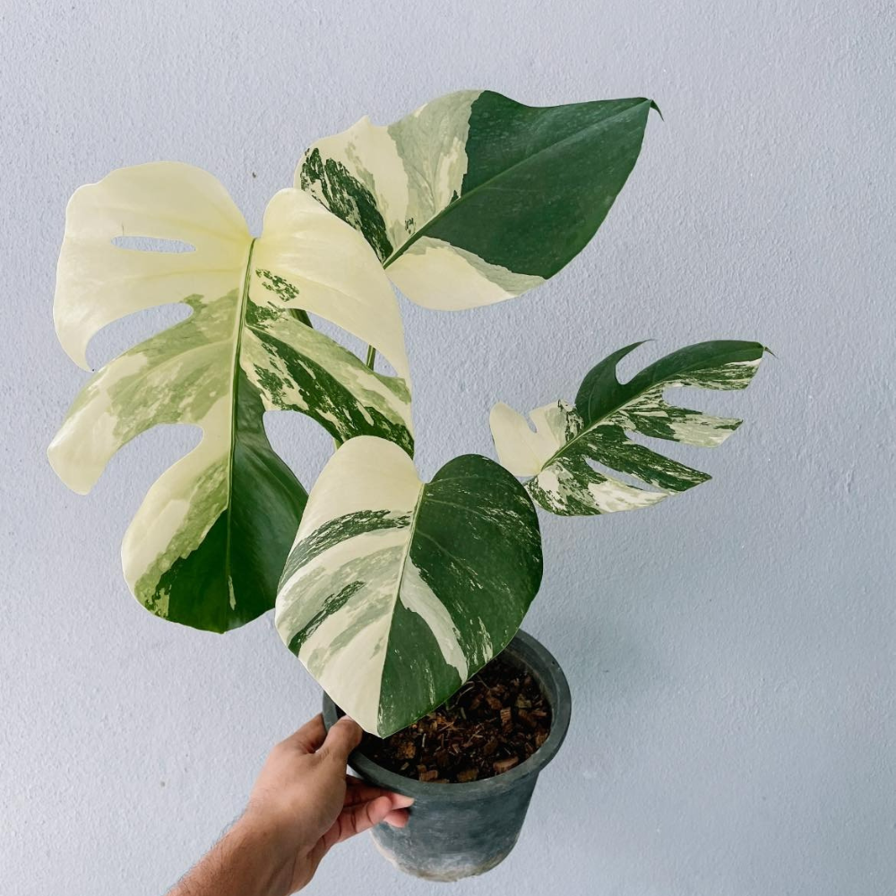 Monstera Borsigiana Albo Plant with Pot