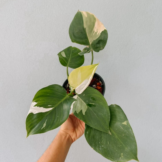 Philodendron White Princess Plant