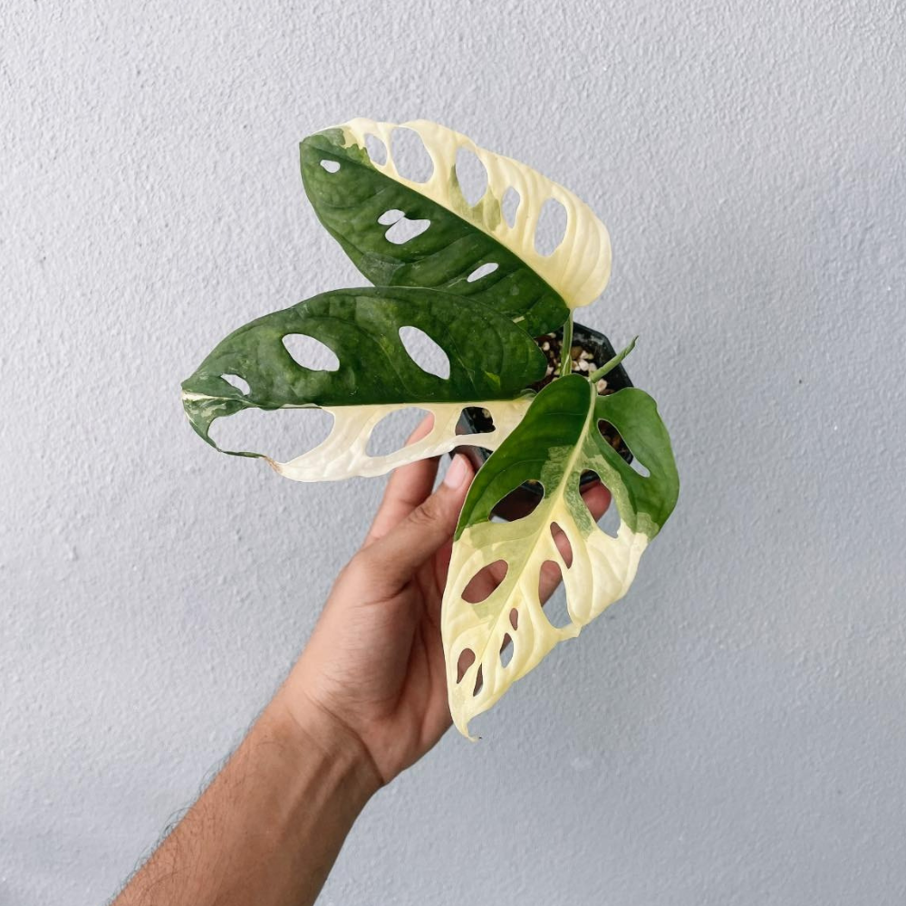 Monstera Adansonii Variegated Plant