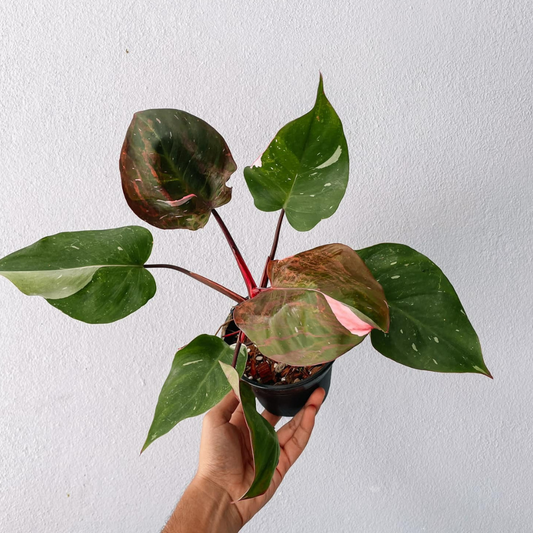 Pink Princess Philodendron Plant