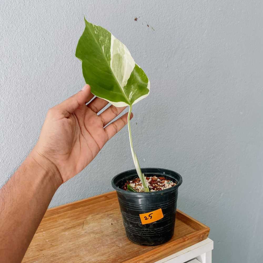 Monstera Albo Variegated Cutting With POT