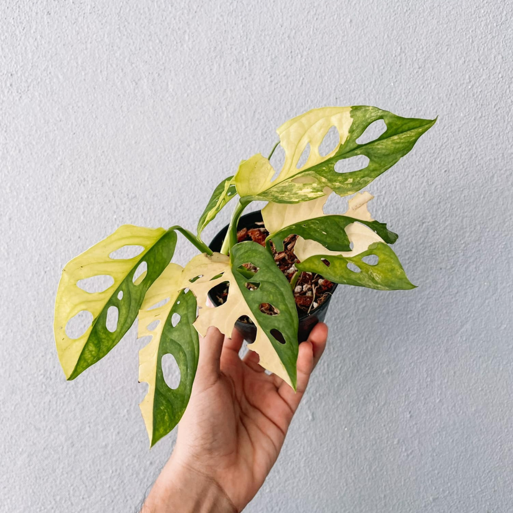Monstera Adansonii Variegated Plant